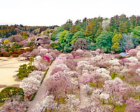 水戸偕楽園（イメージ）