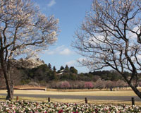 水戸偕楽園（イメージ）