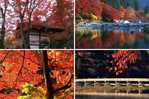 紅葉の京都観光バスツアーイメージ2