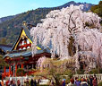 身延山久遠寺のしだれ桜ツアー