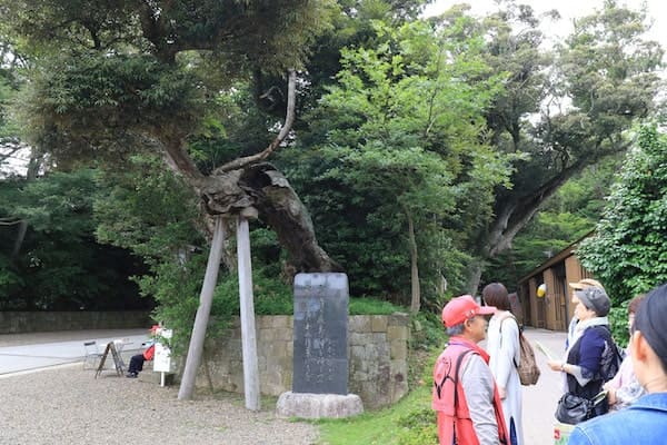 鹿島神宮の珍しい木