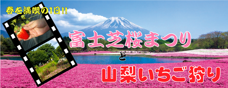 富士芝桜まつりとイチゴ狩りバスツアーのイメージ