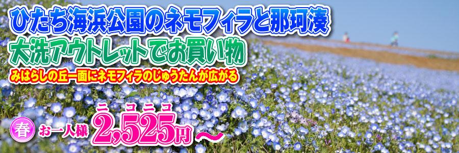 ひたち海浜公園ネモフィラバスツアーのイメージ