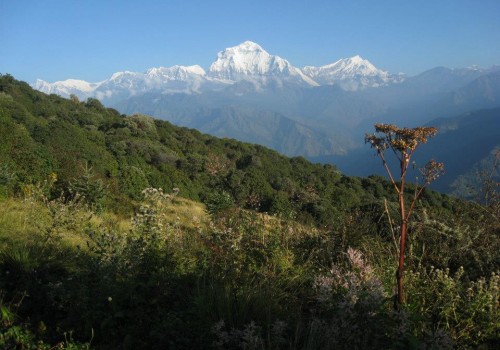 [受付終了] アンナプルナゴレパニトレッキング8日間 | ネパールツアー
