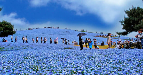 ひたち海浜公園ネモフィラハーモニーツアー