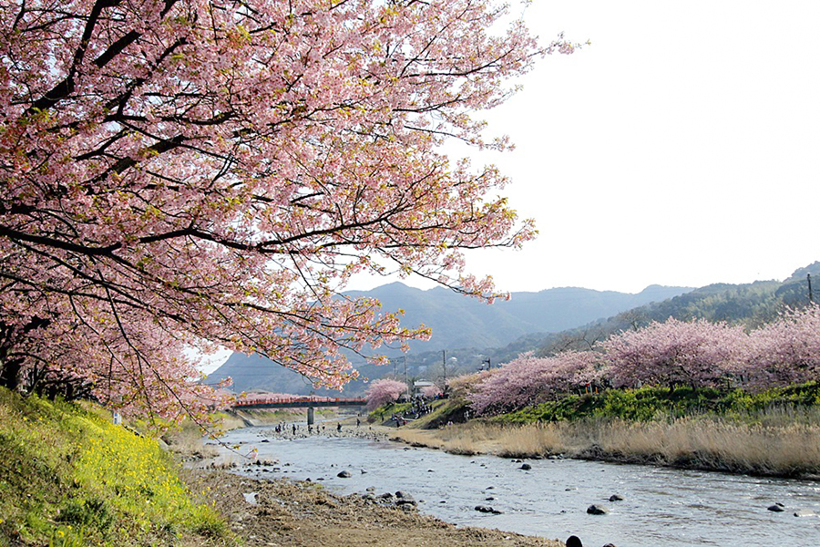 河津桜 日本一早く咲きます | 国内の観光名所・観光地 ...