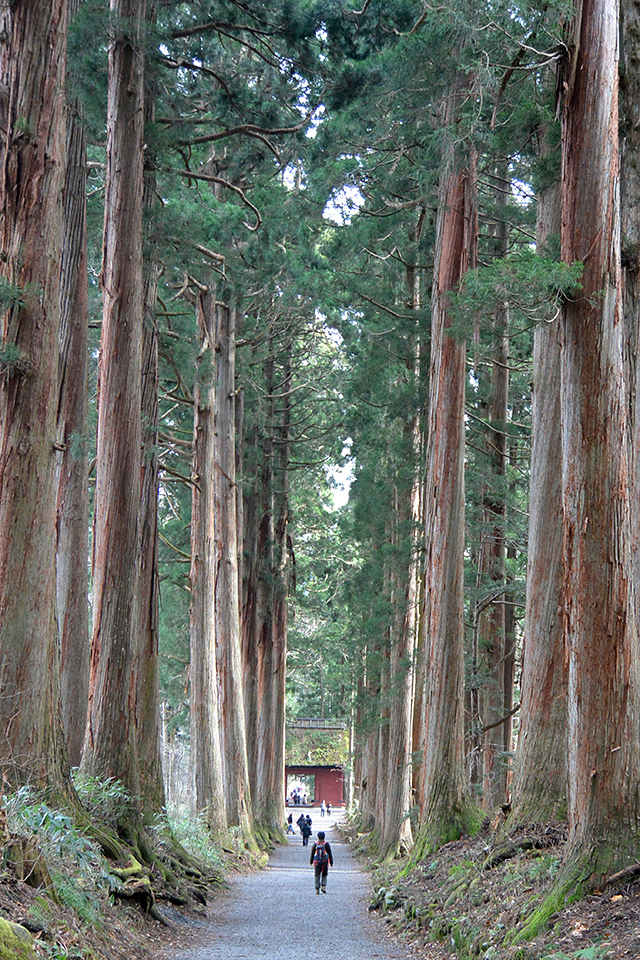 戸隠神社ツアーの画像