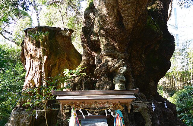 来宮神社のご神木