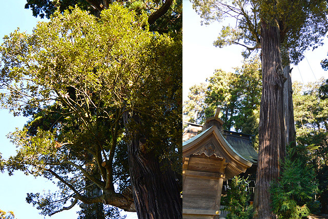 鹿島神宮・ご神木のような木