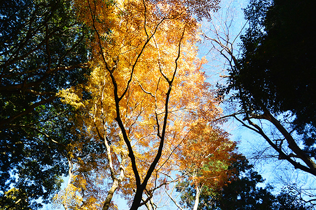 鹿島神宮・紅葉