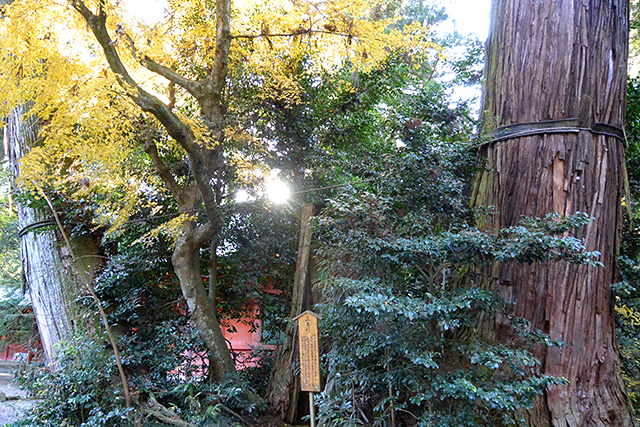 ご神木「三本杉」