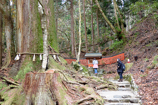 相生（あいおい）の松