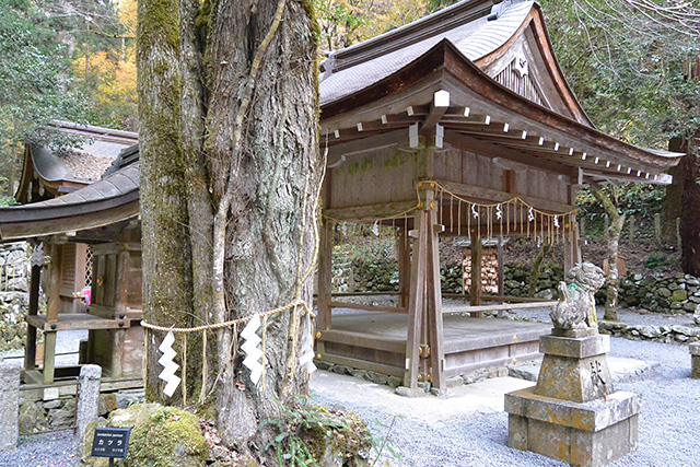 奥宮拝殿横のカツラの木