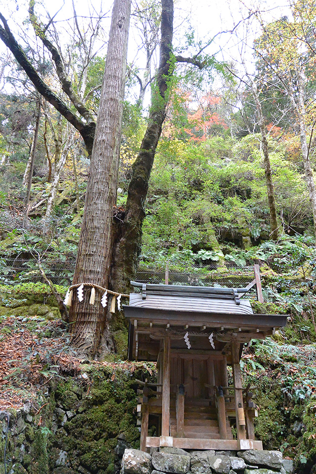 奥宮の連理の杉