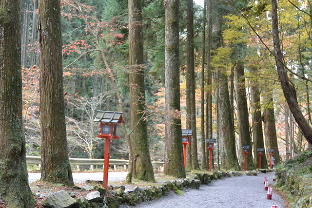 奥宮参道の杉並木