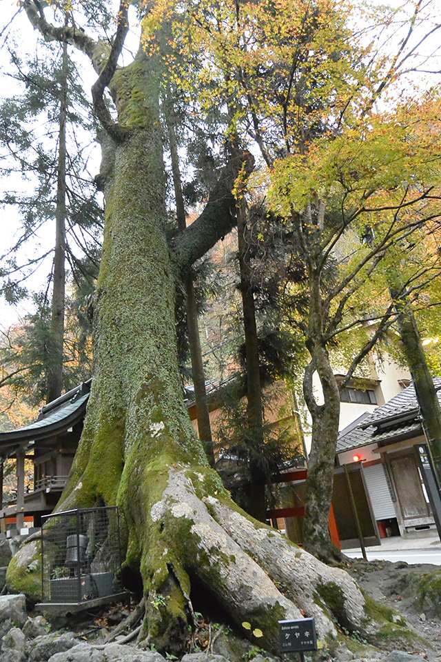 貴船神社・鳥居のケアキの木