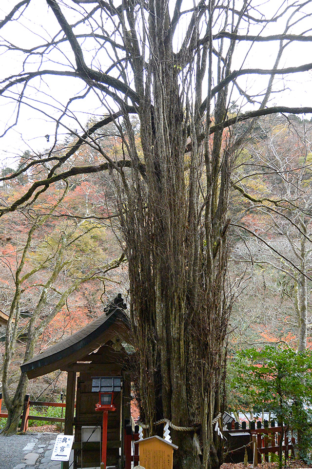 ご神木のケアキの木