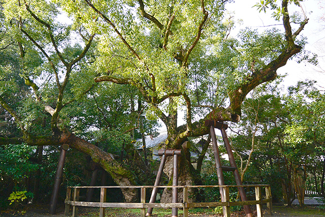 伊勢神宮外宮・清盛楠