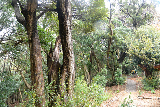 神明神社の裏の森