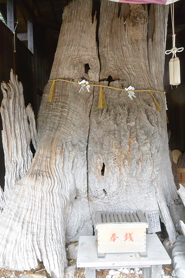 『長寿の館』のクスノキの枯れ木