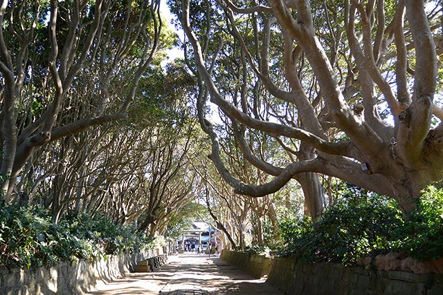 酒列（さかつら）磯前神社」の300mほどの参道