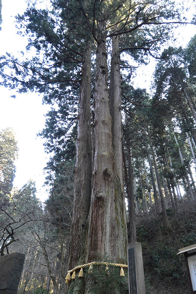 御岩神社・三本杉