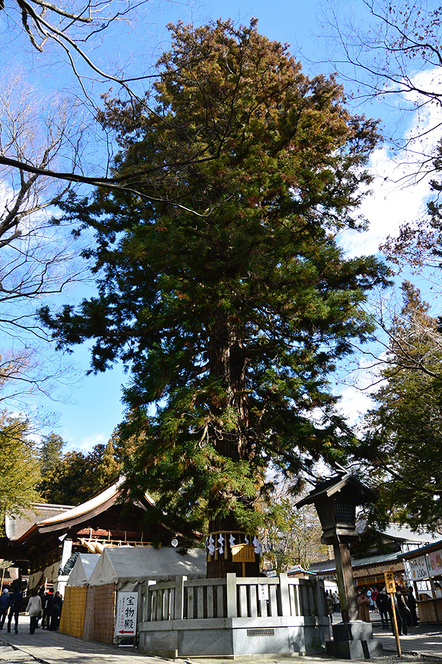 下社・秋宮「寝入りの杉」