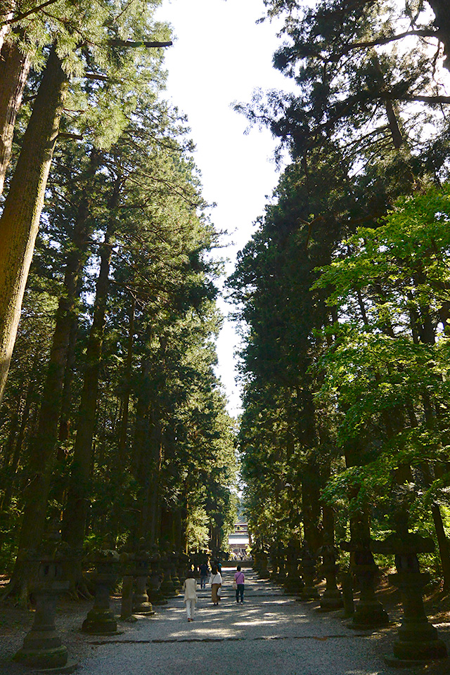 北口本宮冨士浅間神社の杉並木の参道