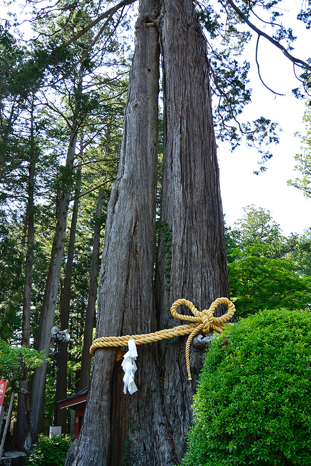 北口本宮冨士浅間神社の夫婦桧