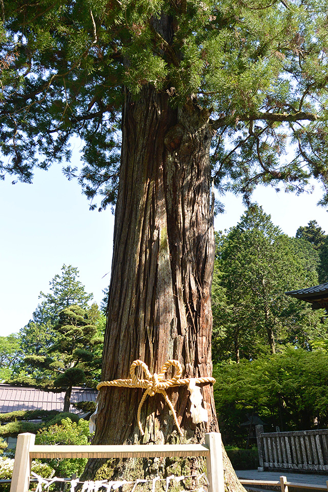 北口本宮冨士浅間神社の太郎杉