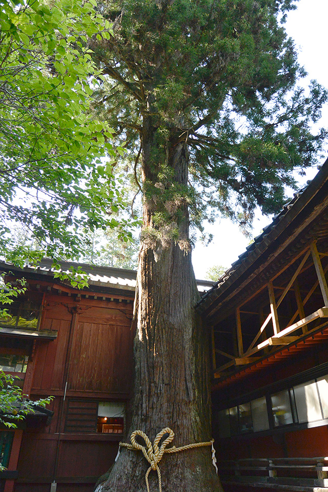 北口本宮冨士浅間神社の次郎杉