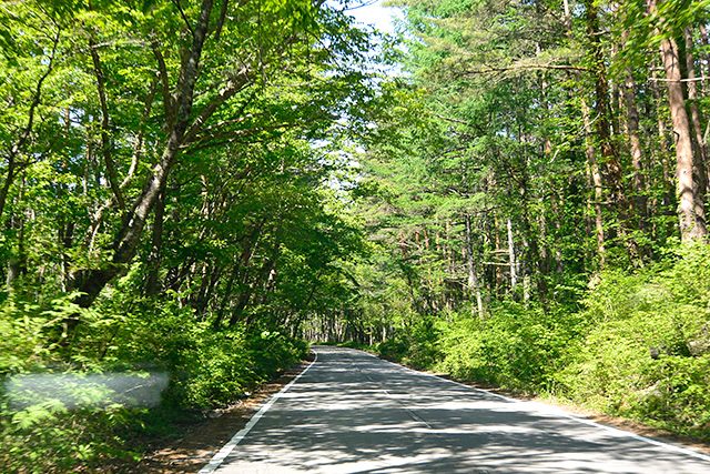 奥宮への新緑の山道