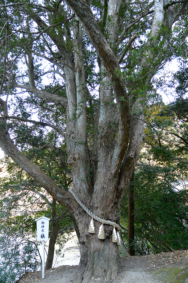 安房神社の御神木槇