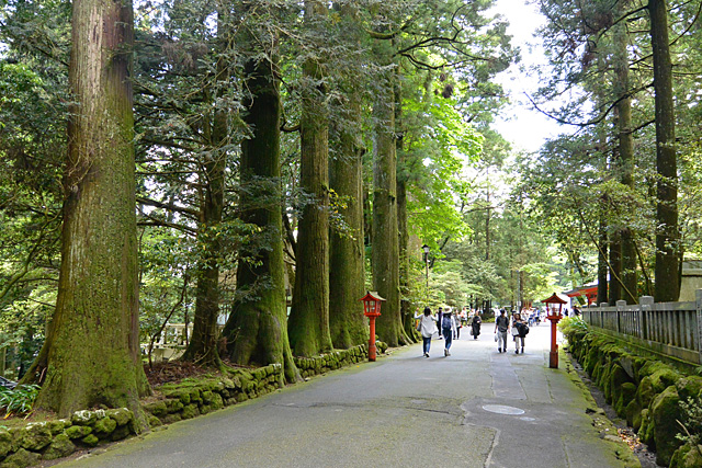 箱根神社の参道の杉並木