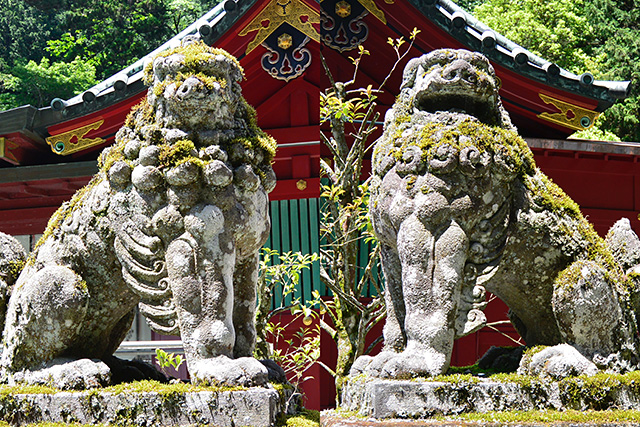 箱根神社の狛犬