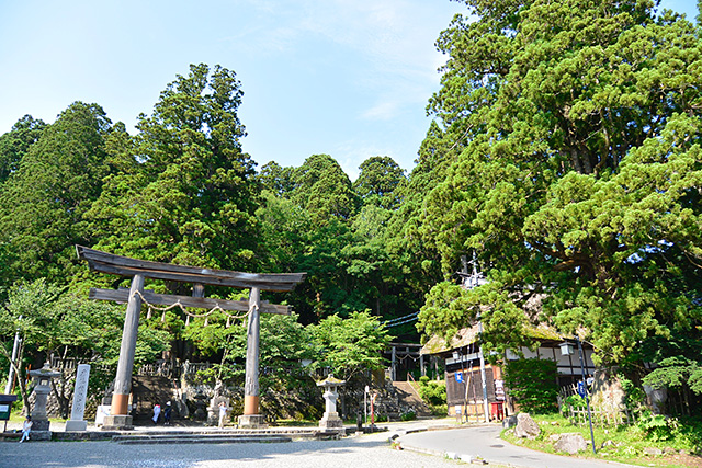 中社のご神木（右）