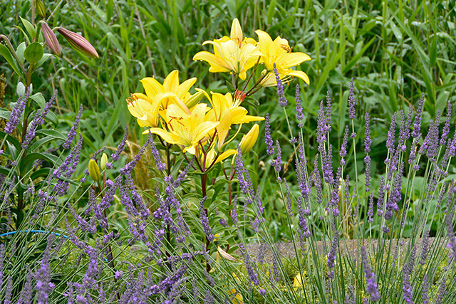 ラベンダーと黄色のユリの花