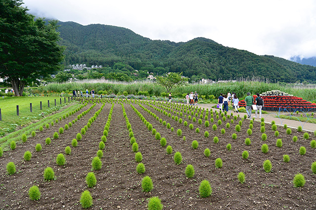 花街道のコキア