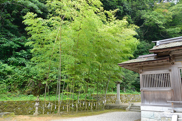 美保神社の御神竹