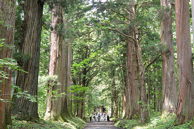 戸隠神社・奥社の参道