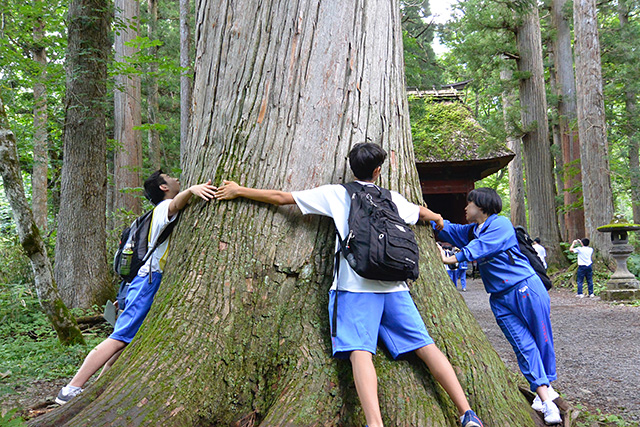 ご神木ともいえる木の太さを測る修学旅行生