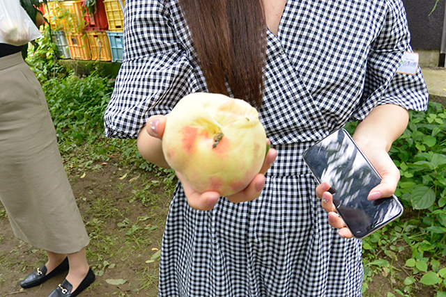 金原園のもも狩り