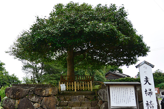 夫婦椿・連理玉椿