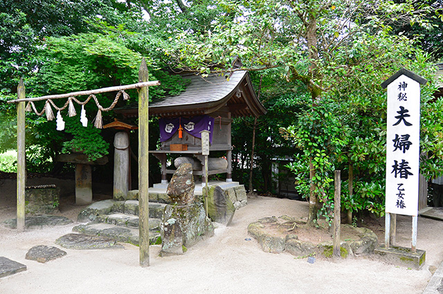 大神神社と第二の夫婦椿（乙女椿）