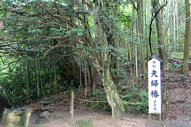 第三の夫婦椿（子宝椿）