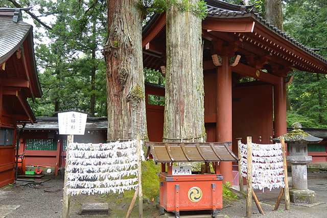 二荒山神社・夫婦杉