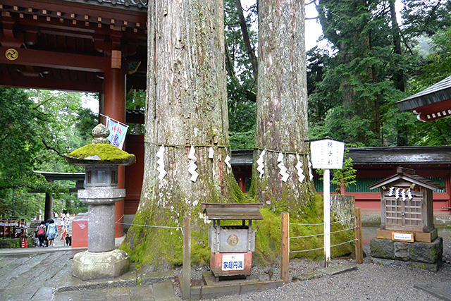 二荒山神社・親子杉