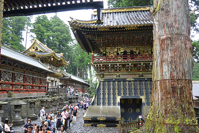 薬師寺の前の鼓楼とご神木