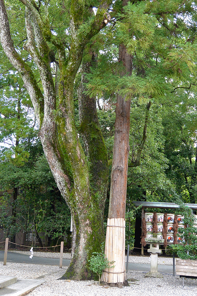 猿田彦神社・ご神木