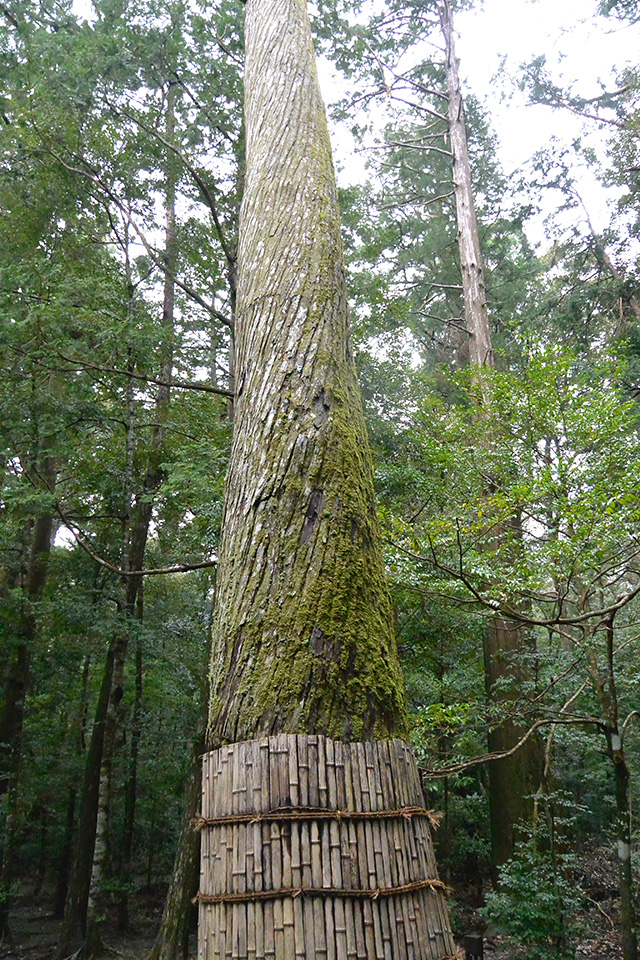 瀧原宮・ねじれ杉